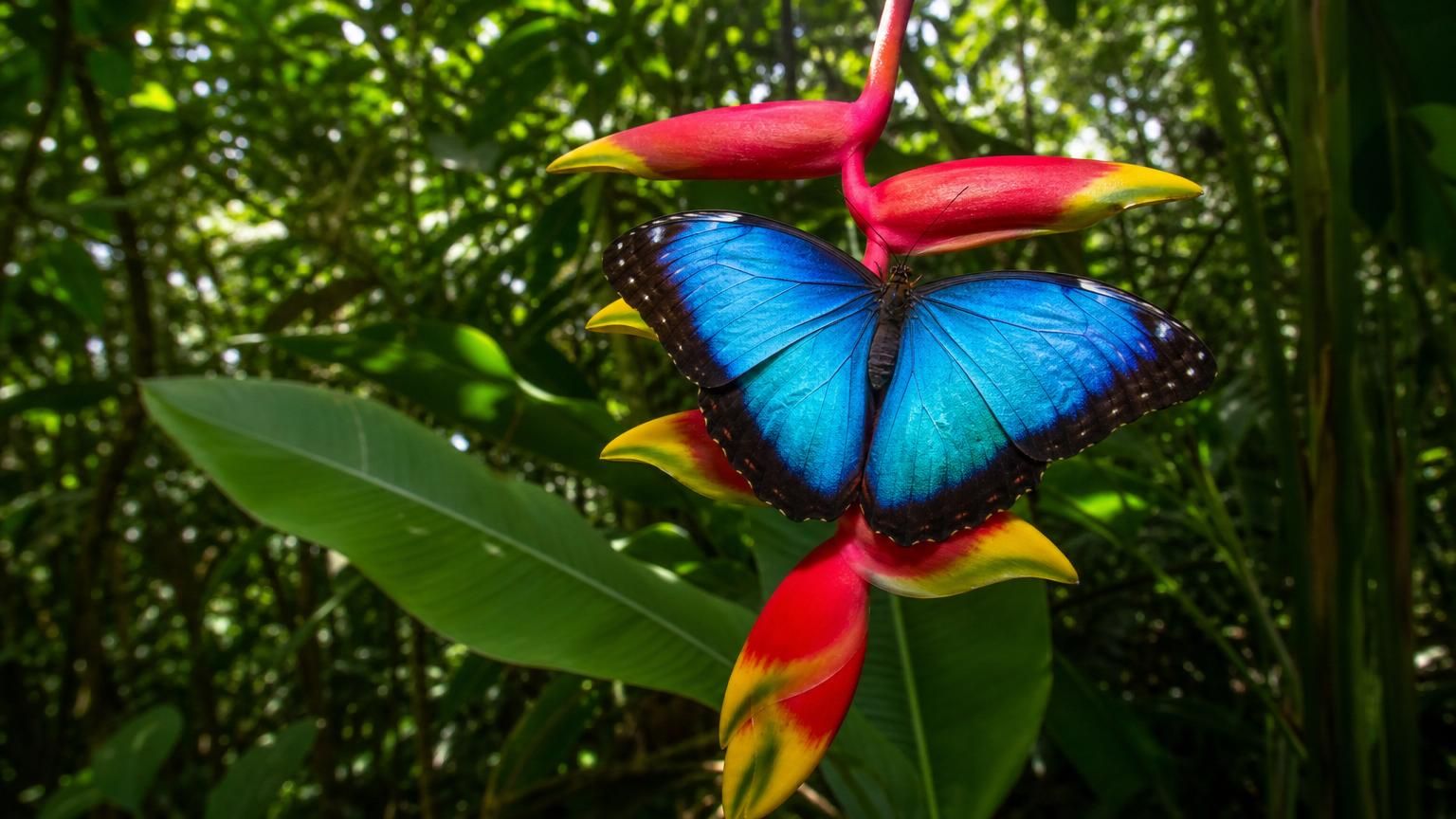 Schmetterlinge Brasiliens