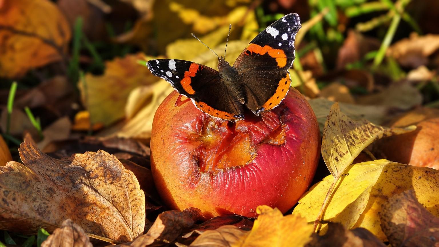 Schmetterlinge im Herbst