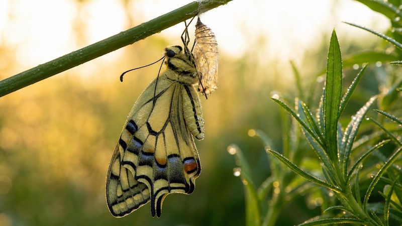 Imago