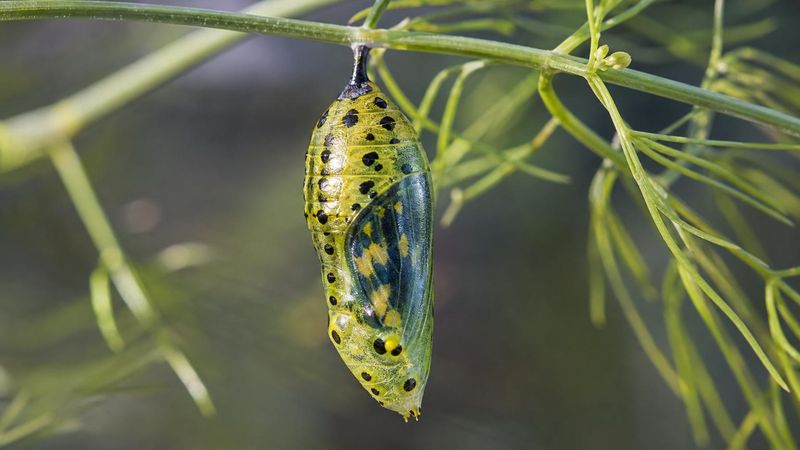 Chrysalis