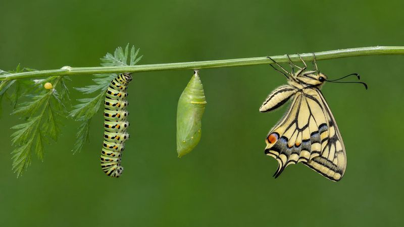 Metamorphose