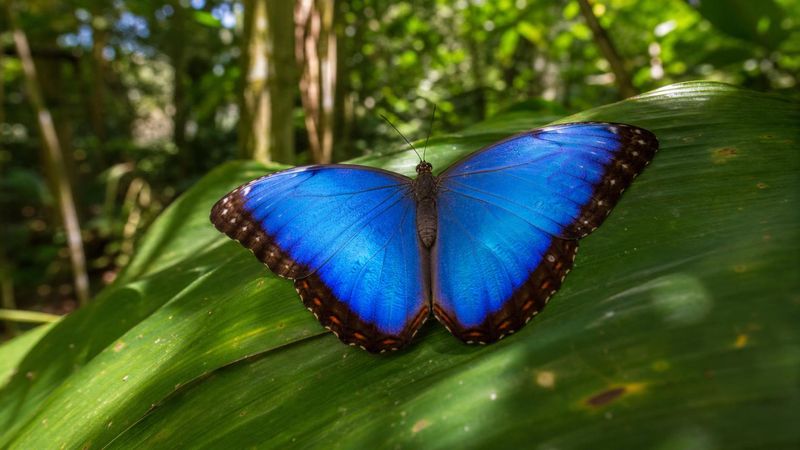 Blauer Morphofalter