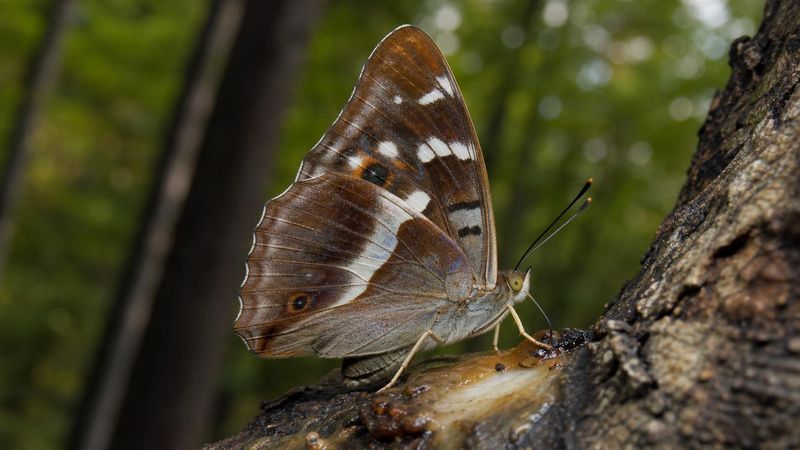 Kleiner Schillerfalter