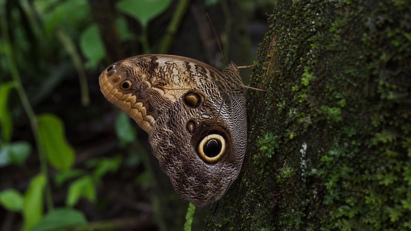 Eulenschmetterling