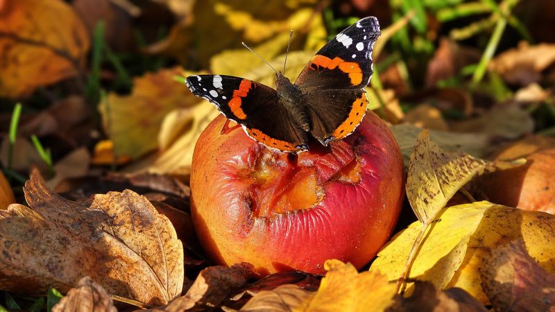 Schmetterlinge im Herbst