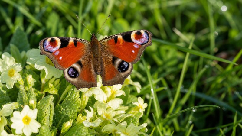 Schmetterlinge im Frühling