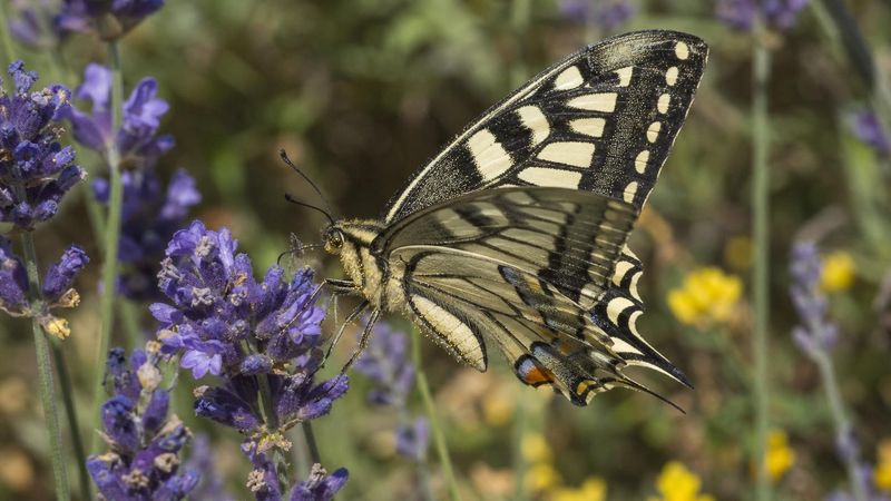 Rolle der Schmetterlinge in der Natur