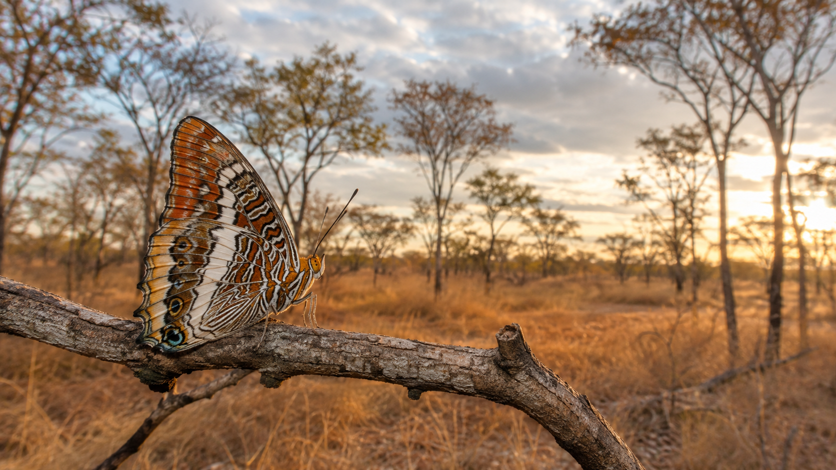 Butterflies of Zambia