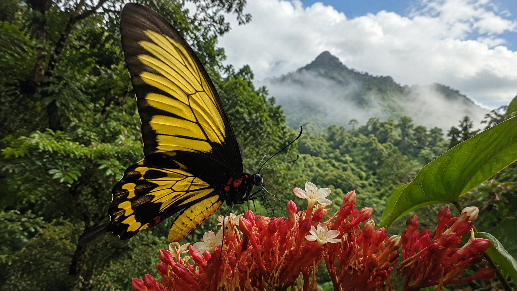 Butterflies of Myanmar