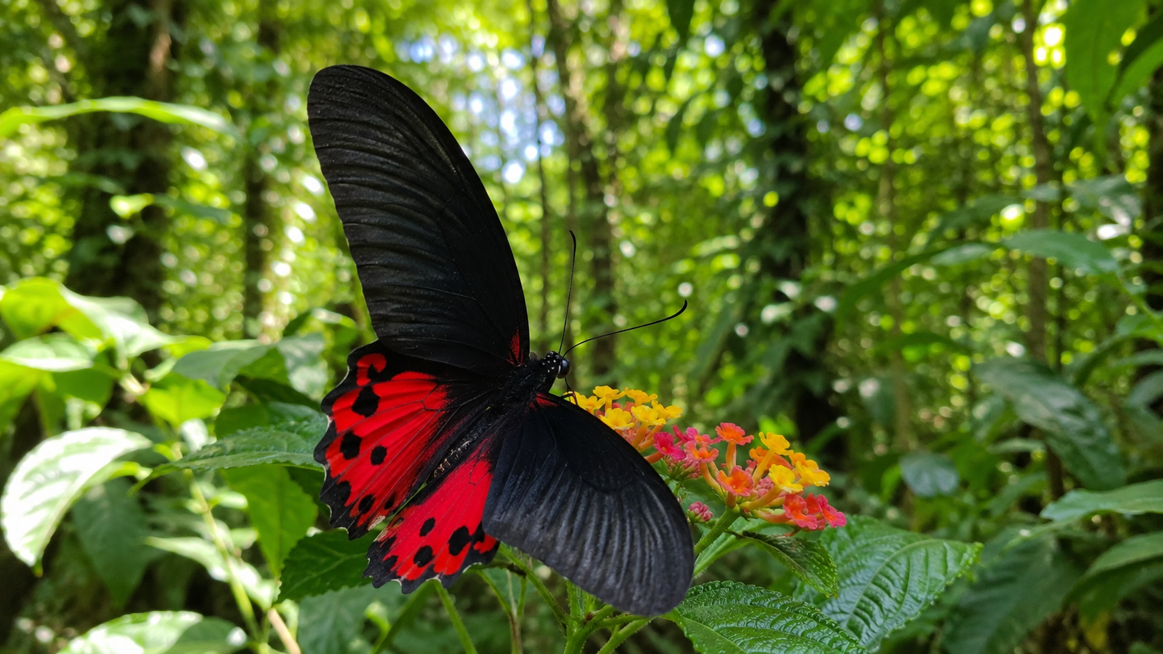 Butterflies of Sri Lanka