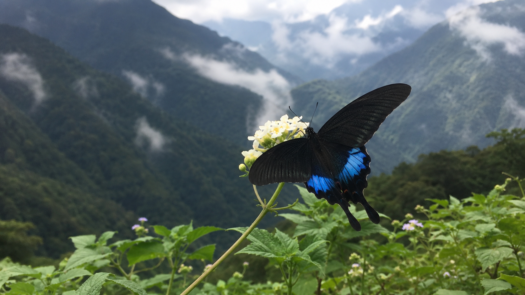 Butterflies of Taiwan