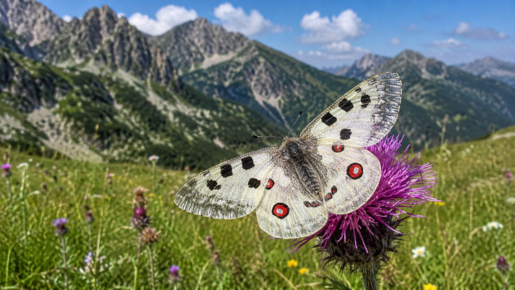 Butterflies of Bulgaria
