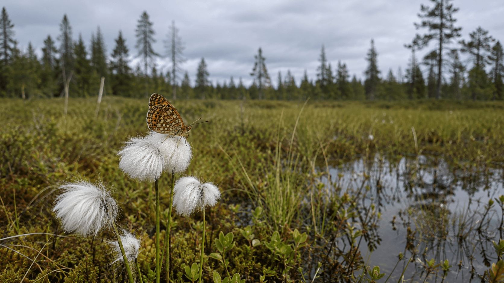 Schmetterlinge Finnlands
