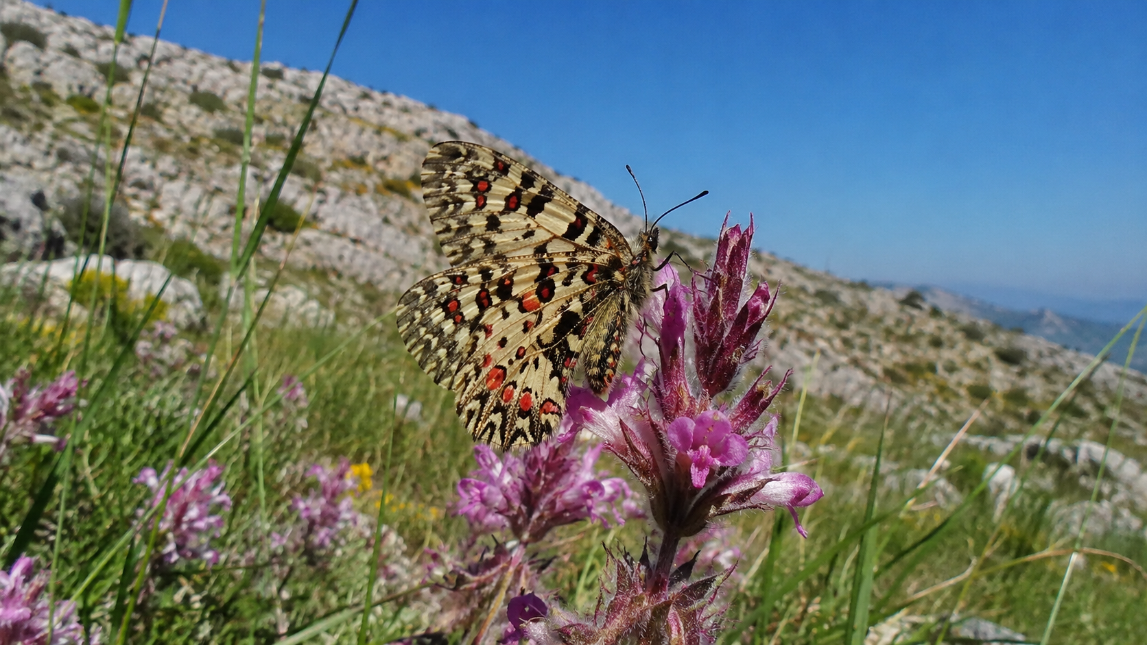 Schmetterlinge Griechenlands