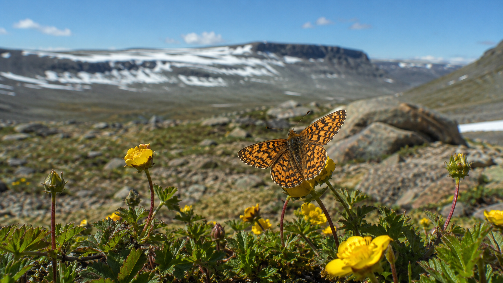 Butterflies of Norway