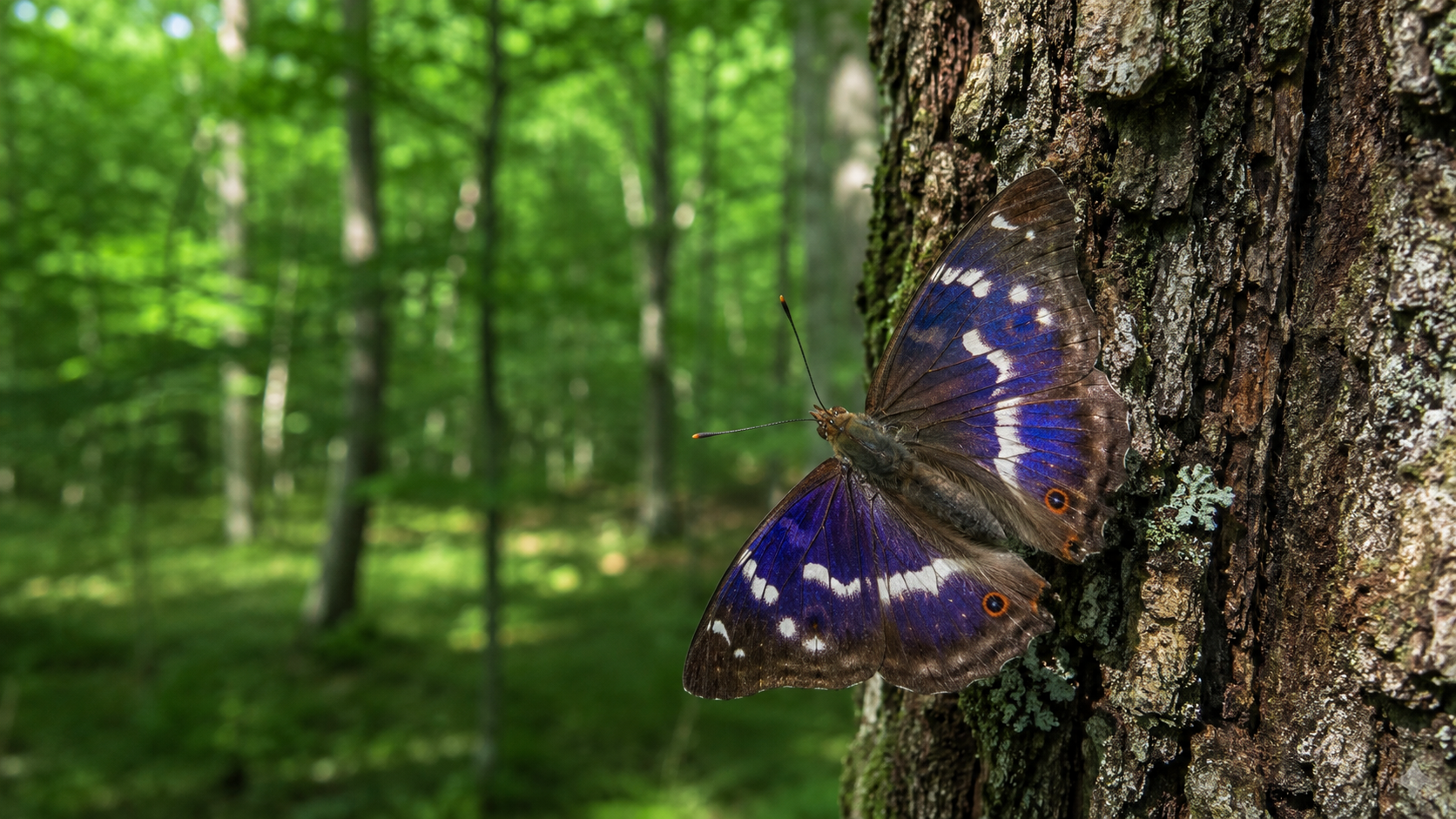 Butterflies of Sweden