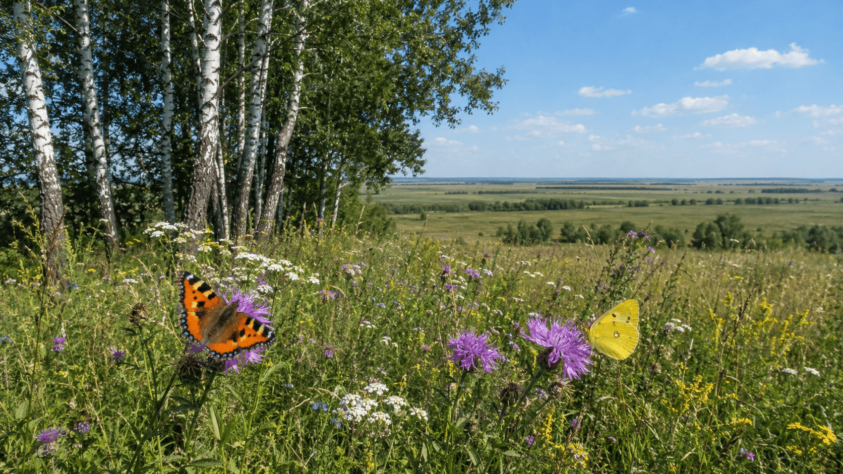 Schmetterlinge der Oblast Nowosibirsk (Westsibirien)
