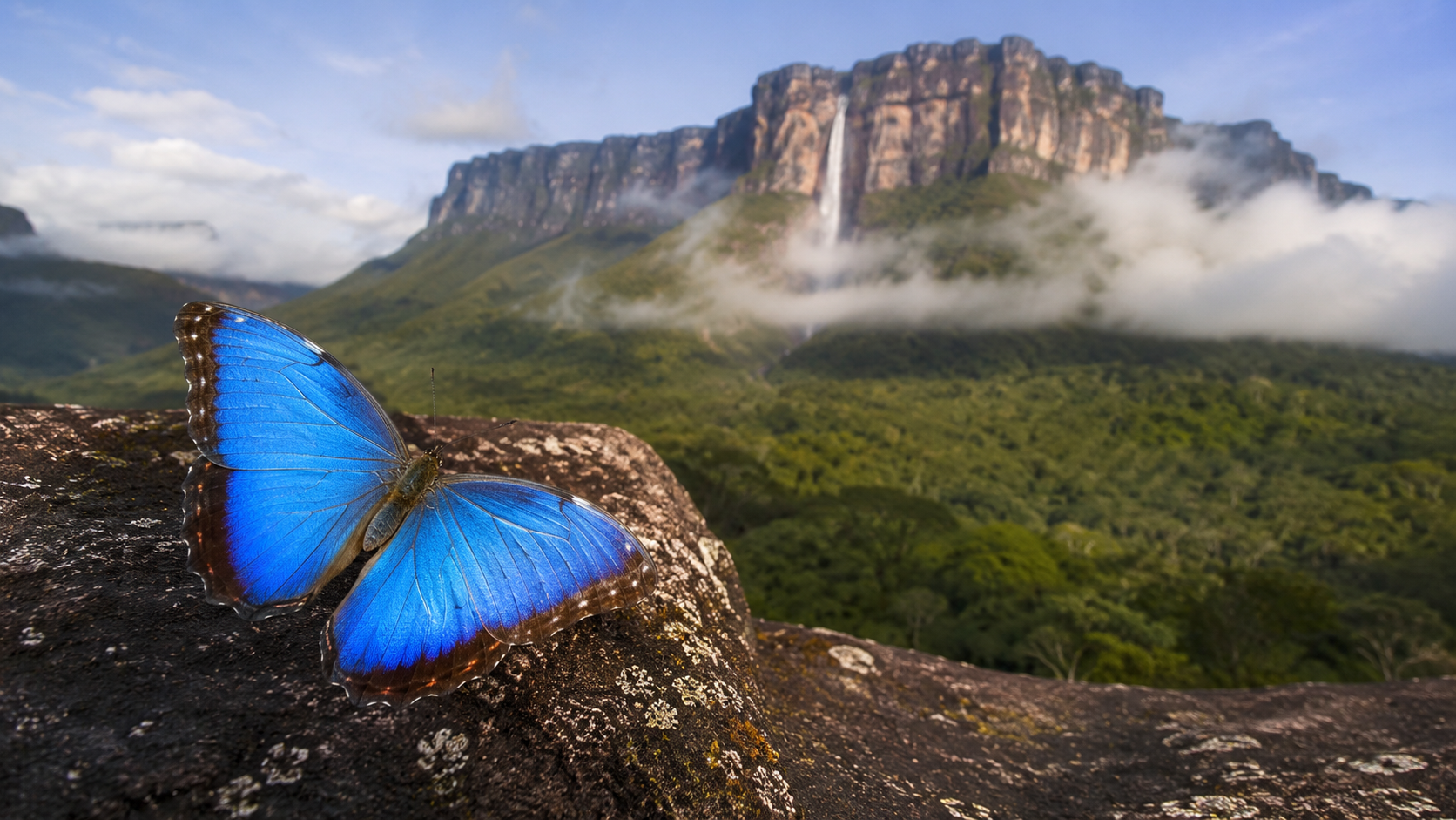 Schmetterlinge Venezuelas