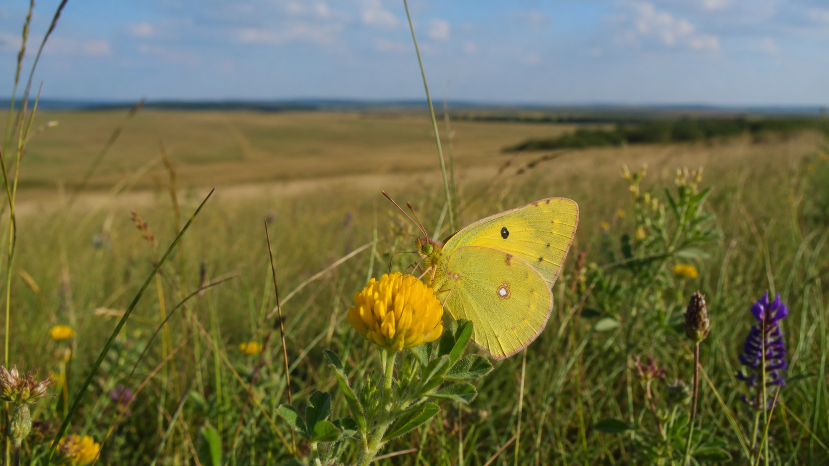 Schmetterlinge von Wiesen und Steppen