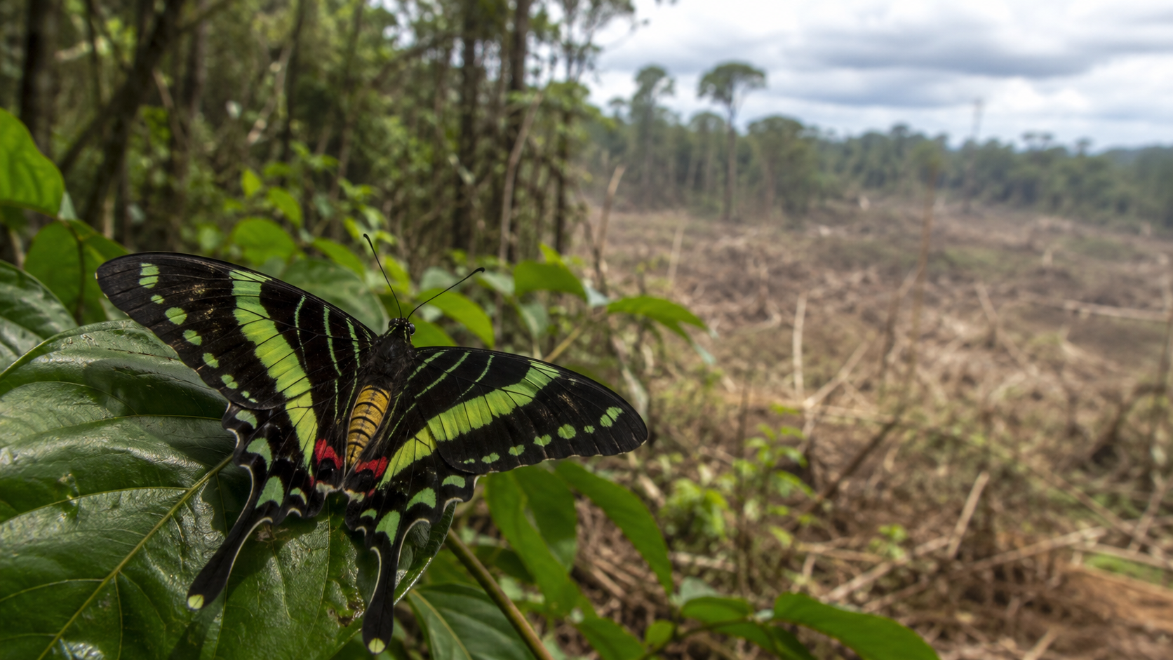 The Global IUCN Red List and Butterfly Conservation Status