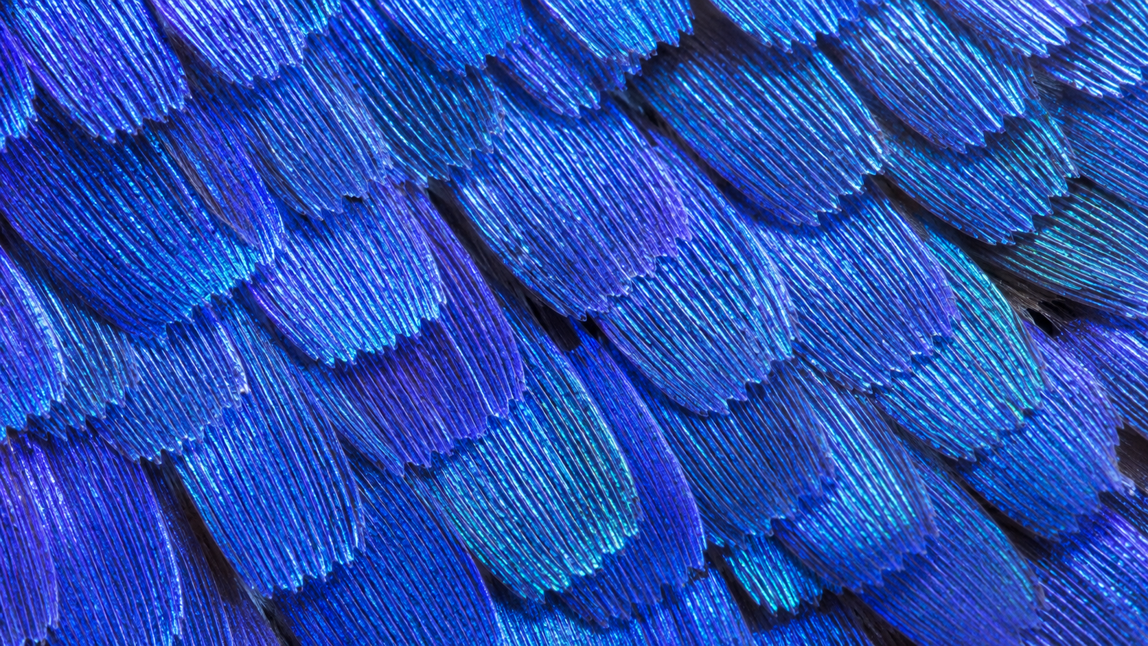 Wing Scales and Structural Colour: How a Butterfly's Wing Actually Works