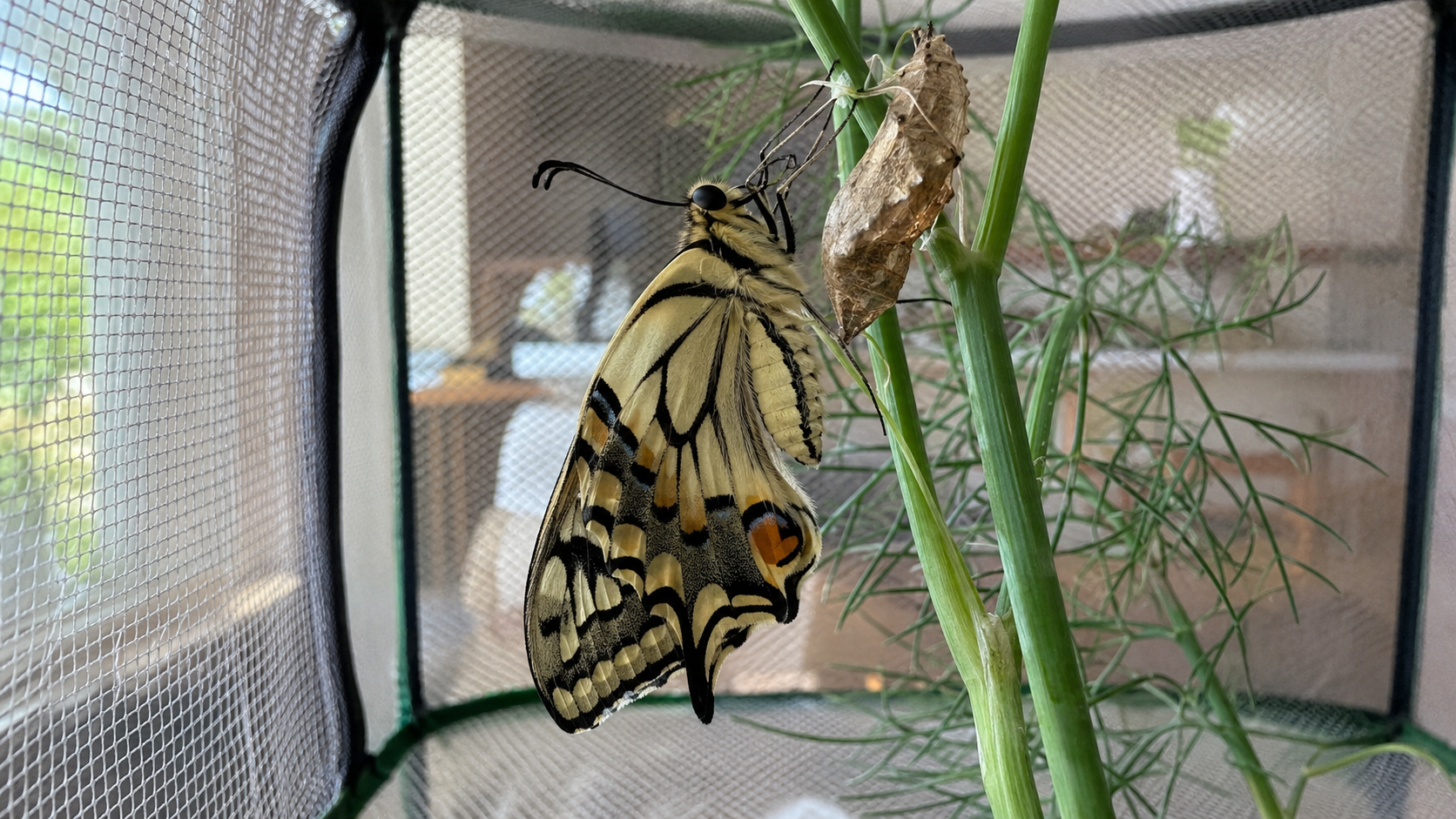 Schmetterlinge zu Hause züchten