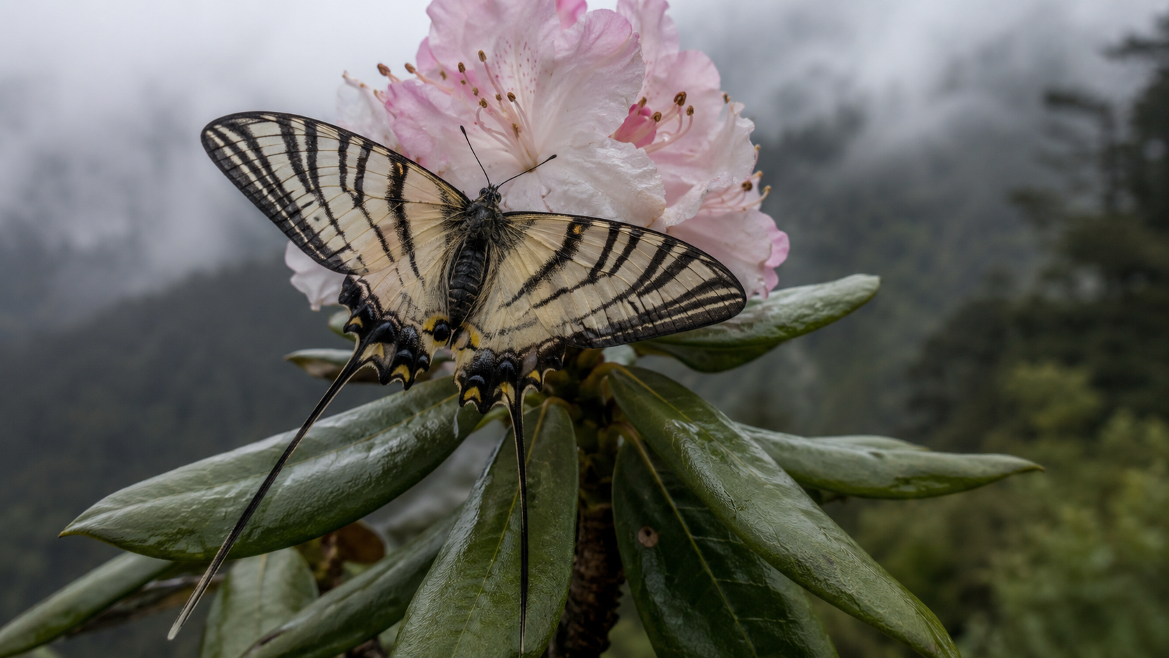 Bhutan Glory