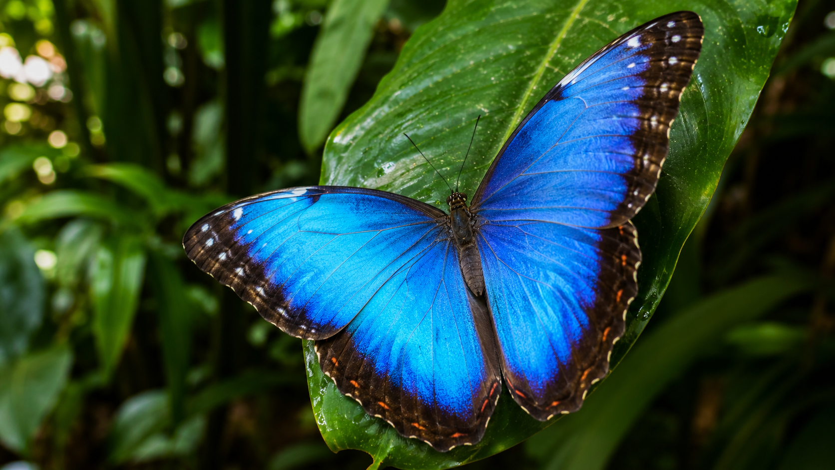 Peleides Blue Morpho
