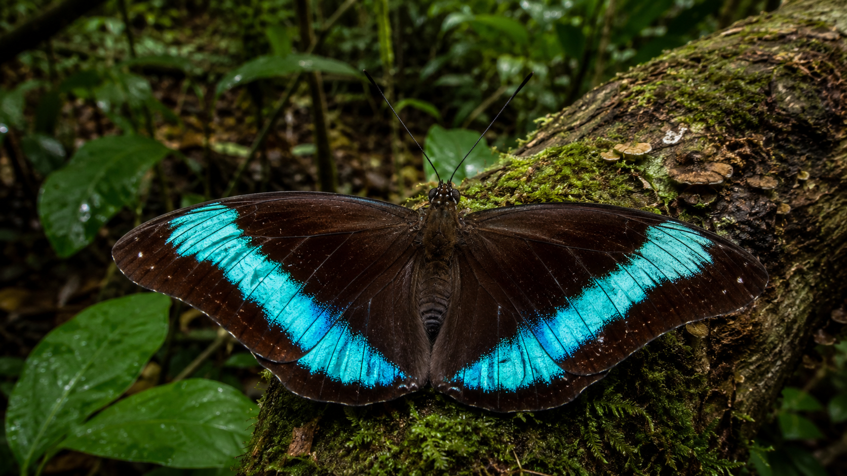One-spotted Prepona