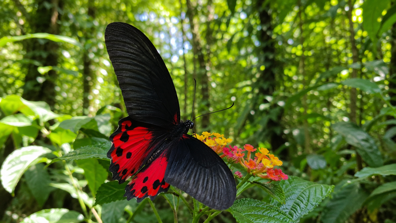Sri Lanka
