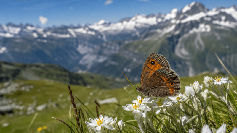 Österreich