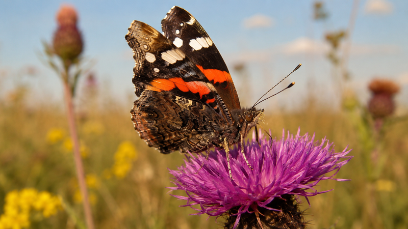 Butterflies and Pollination