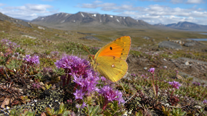 Butterflies of the Tundra
