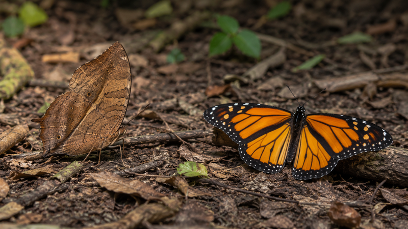 Mimicry and Camouflage in Butterflies