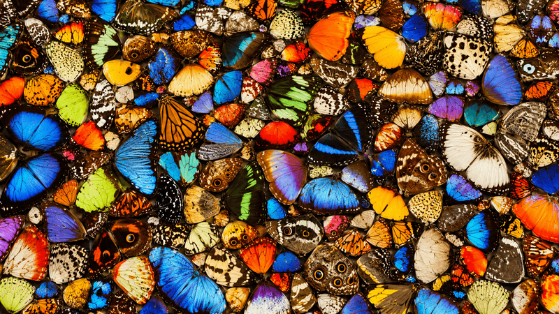Wie viele Arten es gibt