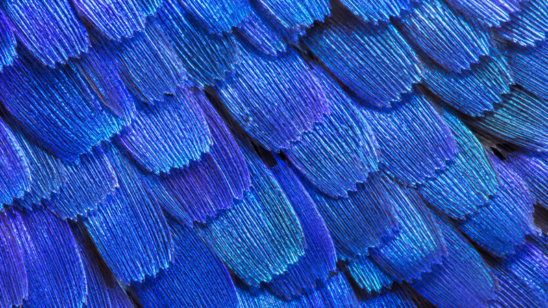 Wing Scales and Structural Colour