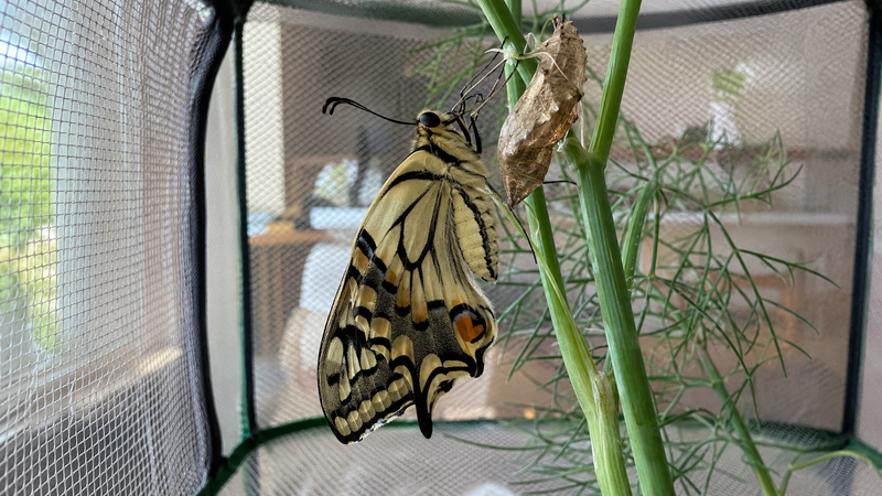 Schmetterlinge zu Hause züchten