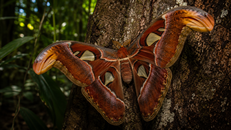 Atlas Moth