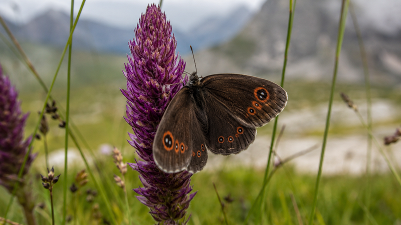Woodland Ringlet