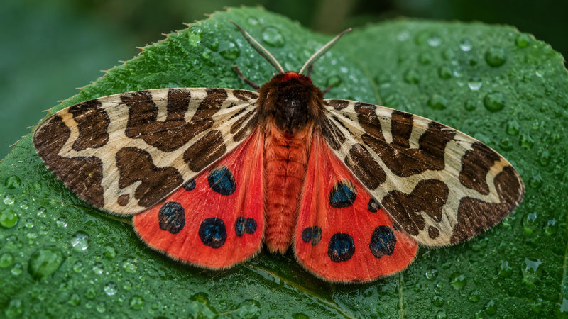 Garden Tiger Moth