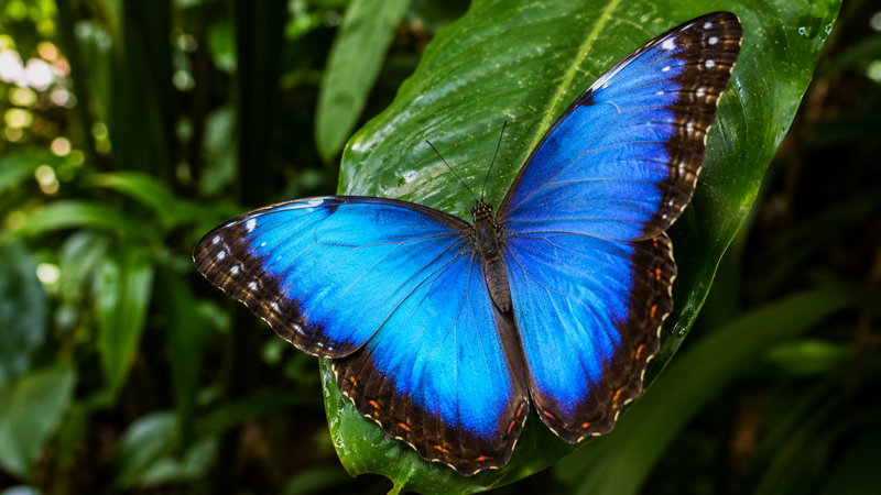 Peleides Blue Morpho