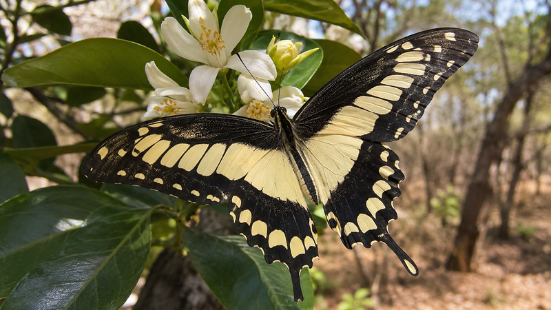 Mocker Swallowtail