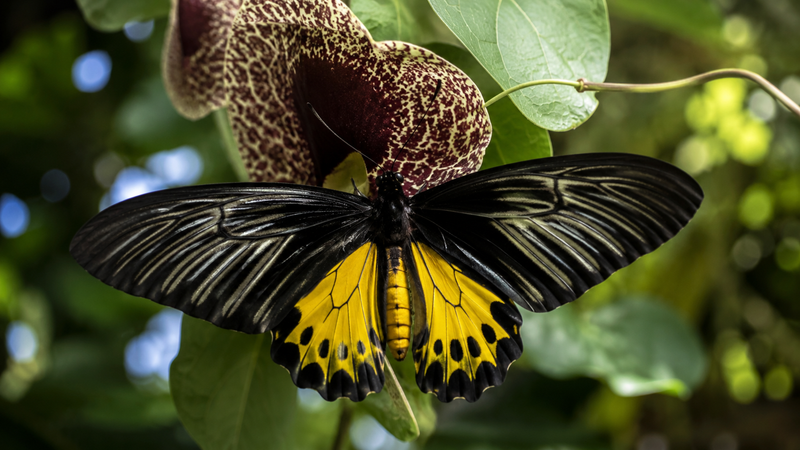 Common Birdwing