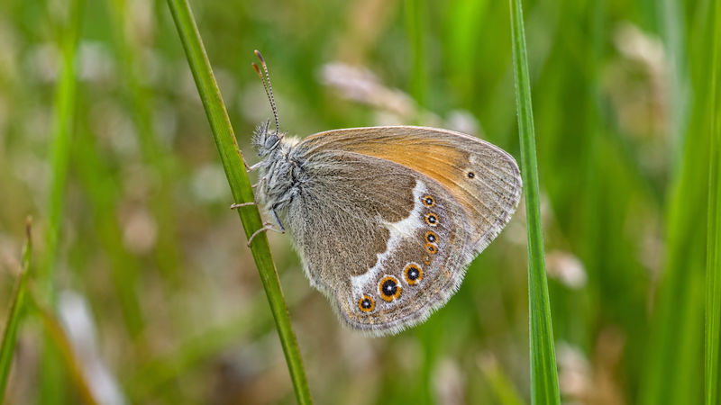 Pearl Heath