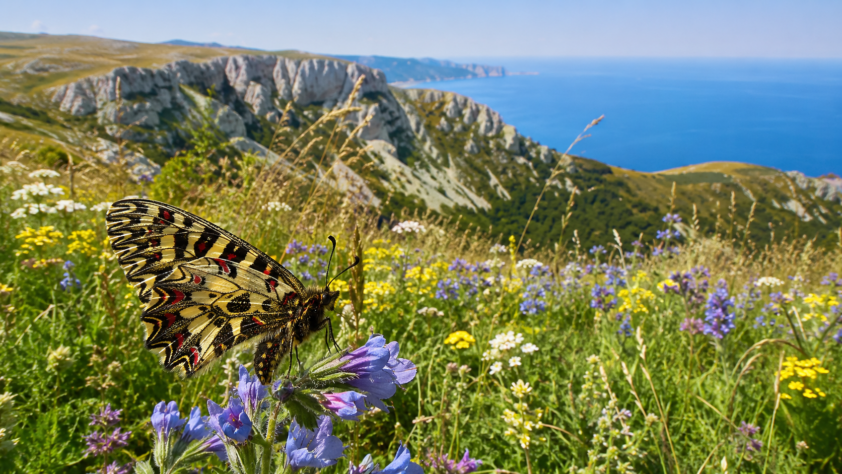 Бабочки Крыма